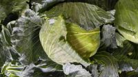 VIETNAM FRESH CABBAGES - +84981482499