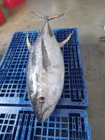 frozen tuna fish
