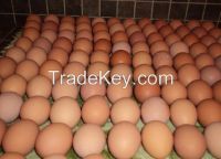 Chicken Eggs