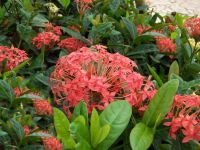 Ixora Chinensis