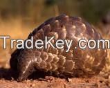 Live Pangolin , Pangolin Scales And Pangolin