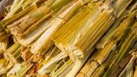  Sugarcane Bagasse / Megass / Residue Pulp