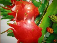 Fresh Dragon Fruit 