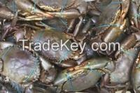 MUD CRAB FOR SALE