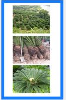 Cycas Revoluta, Sago Palm, King Sago