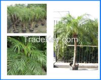 Phoenix Roebelenii, Roebelenii, Pygmy Date Palm