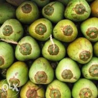 fresh young green coconuts