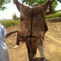 Donkey Skin