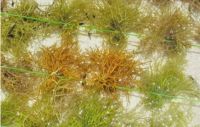 Dried Seaweed (Eucheuma cottonii)