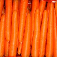 High Quality Hot Sell Carrot