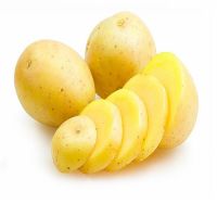 High Quality Tot Sell Potato