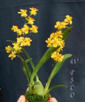 Onc. 'Happy Orchid-Golden Hope