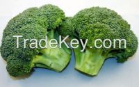 Hot Sale Natural Fresh Broccoli