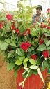 Fresh Cut Roses