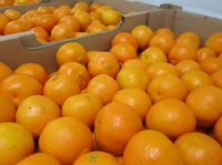 Sweet Fresh mandarin orange/Fresh Orange, Naval Orange, Valencia Oranges 