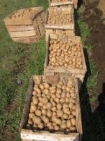 Fresh Potatoes, Sweet Potato For Sale.. 