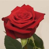 Buy Wholesale Garden Roses