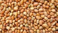 Black Eyed Peas (Brown