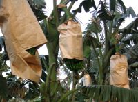 Fruit Growing Paper Bag, Banana Growing