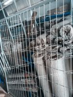 Wire Mesh Fencing