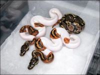 Piebald Ball Pythons