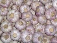Export Quality Dry Garlic Available For Sale