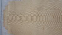 python snake skin hide