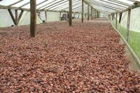 cocoa beans 