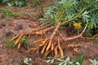 Fresh Manihot esculenta 