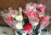 Carnation Flowers