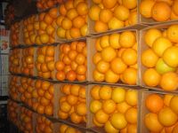 Fresh Oranges