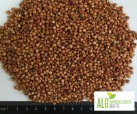 SORGHUM RED