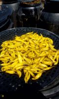 Gherkins In Acid