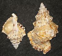 Collector's Item Seashells and Specimens