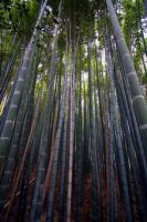 bamboo plant