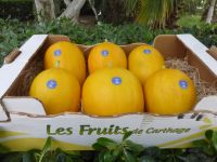 Melon Jaune Canaris By Les Fruits