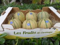 Melon Charentais Brod&Atilde;ƒ&Acirc;&copy