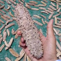 SEA CUCUMBER-White Teatfish (Holothuria Polii)