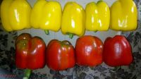 fresh Capsicum