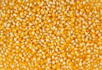 Best Quality White and Yellow Corn/Maize For Human Consumption