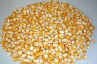 Yellow Corn(Human Consumption and  Animal Feed)