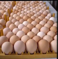 Fresh Table White &amp; Brown Chicken Eggs