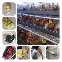 automatic breeding poultry farm cage design for big chickens