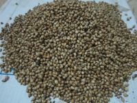 Coix seeds