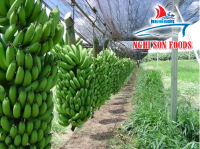 Cavendish Bananas (+841214627828)