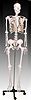 Life-size Skeleton 170cm Tall