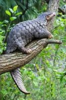 Pangolin Scales