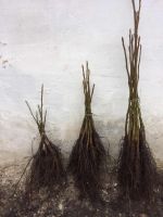 Walnut Tree Seedlings (Juglans Regia