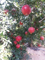 Fresh pomegranate fruit