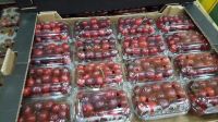 Turkish Cherry
